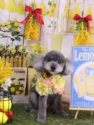 20240402タルトくん